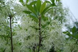 Chionanthus virginicus — photo 4